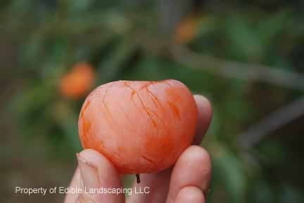 Persimmon Yates fruit in hand